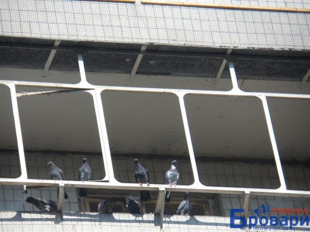 Не по-сусідськи: жінка підгодовує на балконі голубів, а ті – гидять сусідам