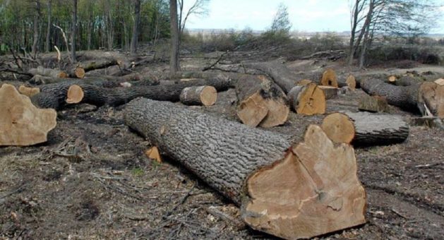 У Броварах зріжуть ще 326 дерев