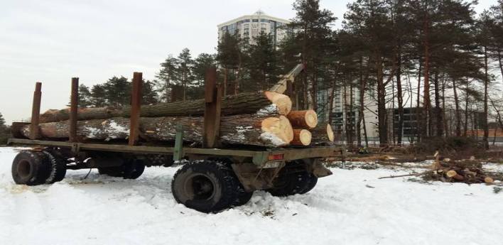 Масове знищення дерев та проблема озеленення міста: активісти та депутати запитали в чиновників за їхню роботу