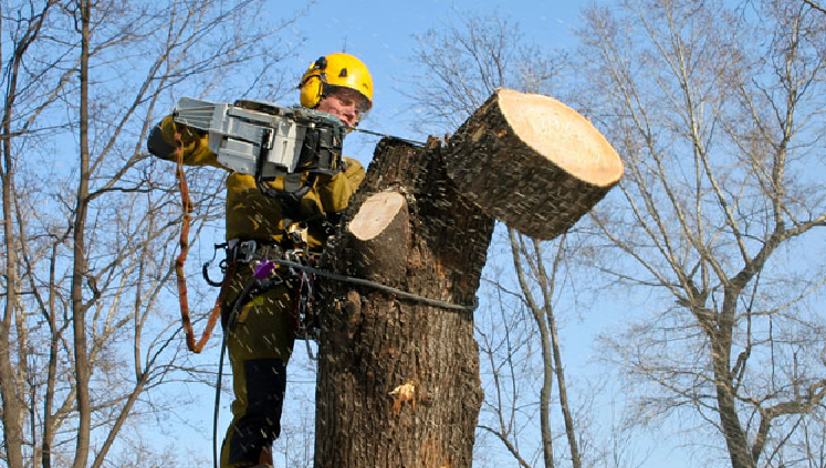Мінус 108: у Броварах спиляють чергову «порцію» дерев