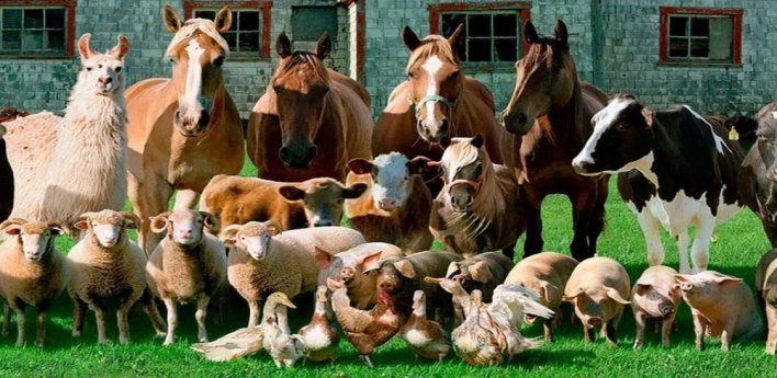 В Україні скорочується поголів’я худоби у господарствах населення