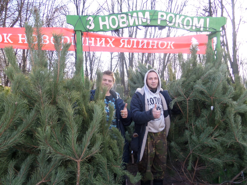 новорічні дерева