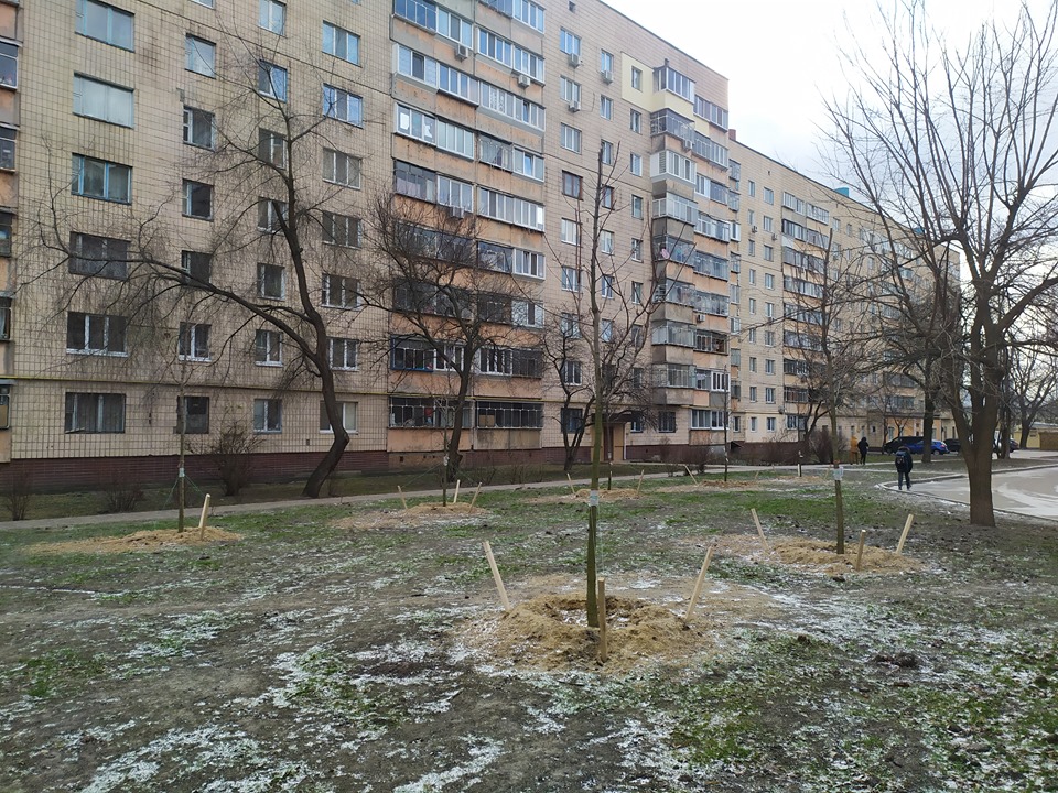 Броварські чиновники шукають, де посадити дерево дерева