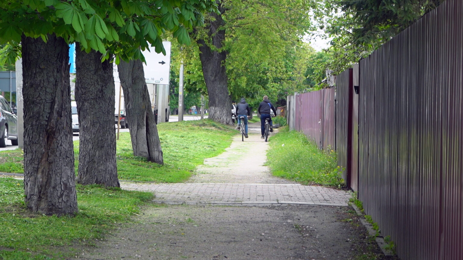 41 каштан на вул. Я. Мудрого підпадає під знесення задля облаштування тротуару. Відео