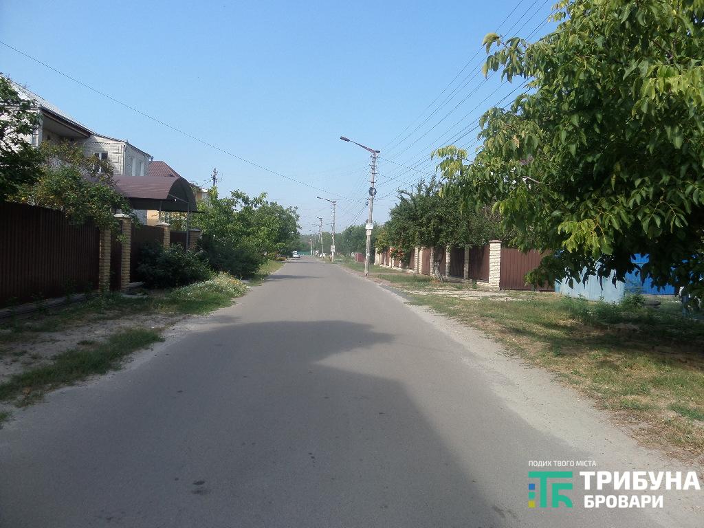 свині