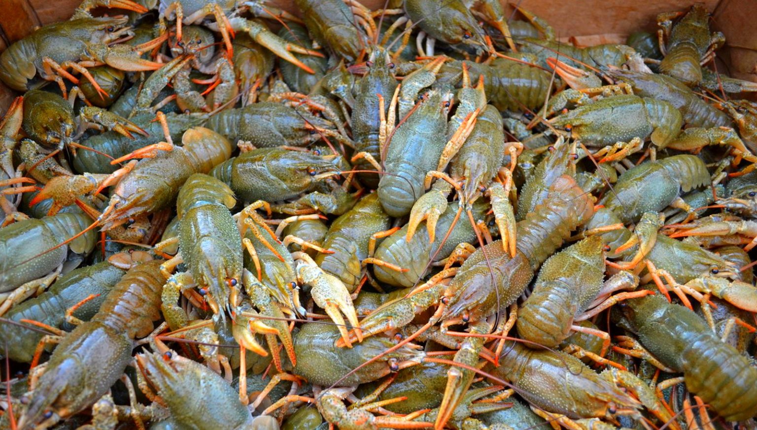 раки