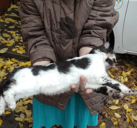 коти