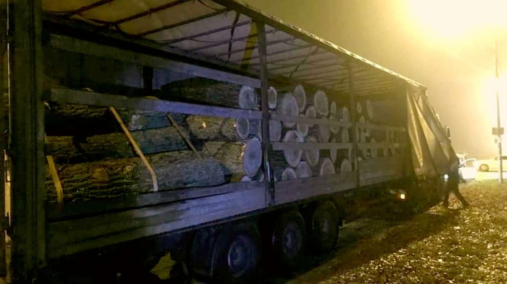 Незаконна вирубка дерев у Требухові