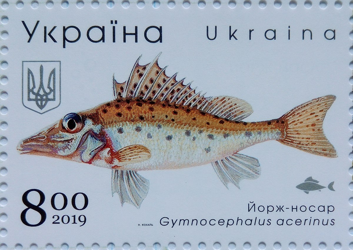 Йорж-носар на марці