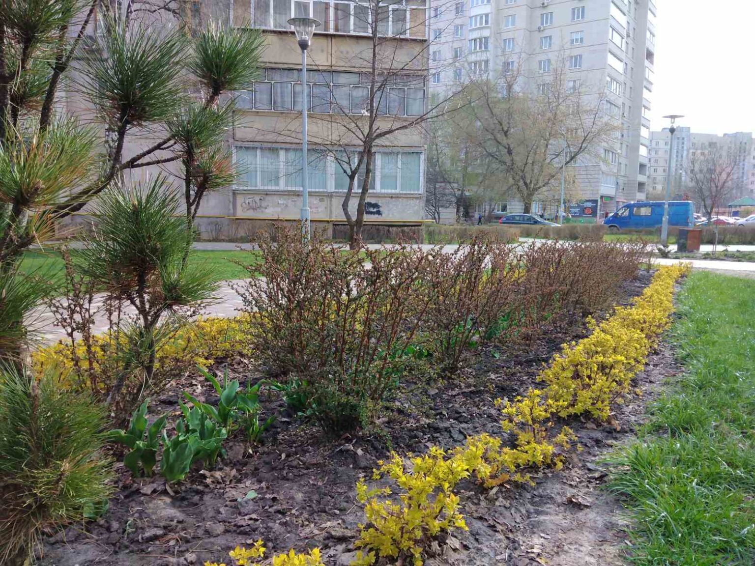 У Броварах масово висаджують дерева та кущі висадження дерев
