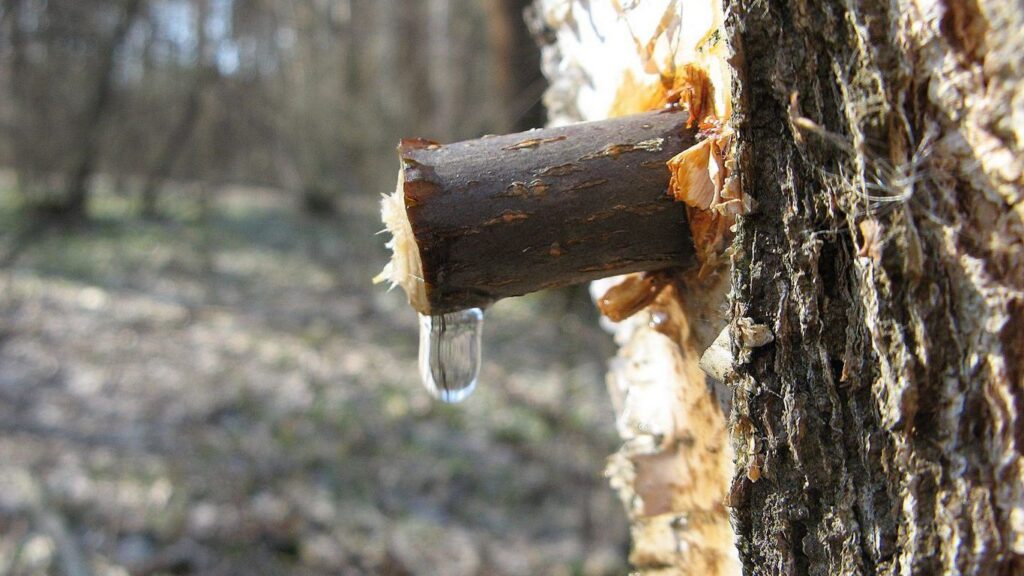 Березовий сік: користь та протипоказання. РЕЦЕПТИ напоїв із соку Березовий сік