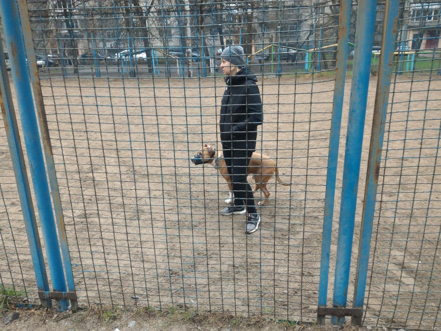 стафордшир-тер'єр