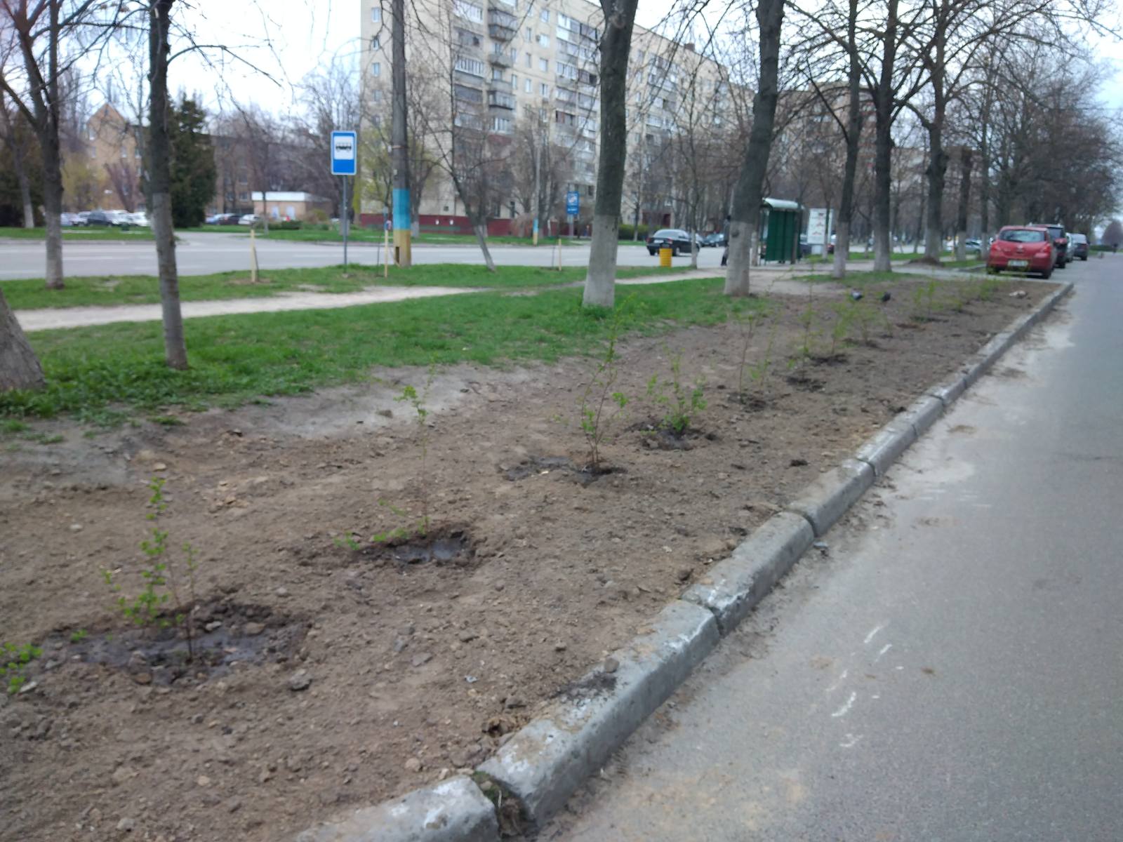 висадження дерев