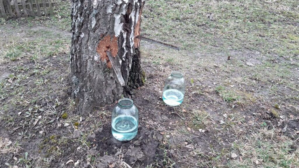 Березовий сік