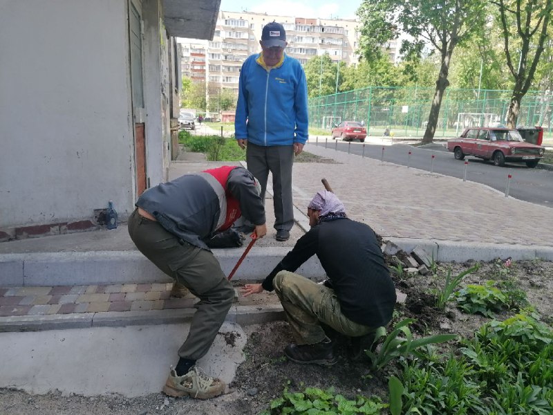 Порятунок їжаків на бульв. Незалежності, фото - команда порятунку тварин Києва