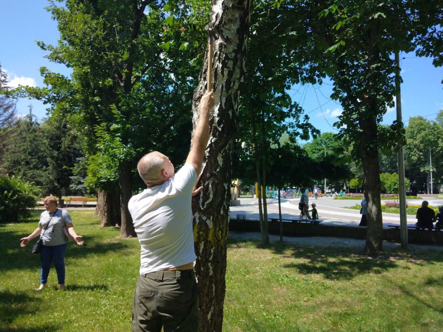 чипування дерев