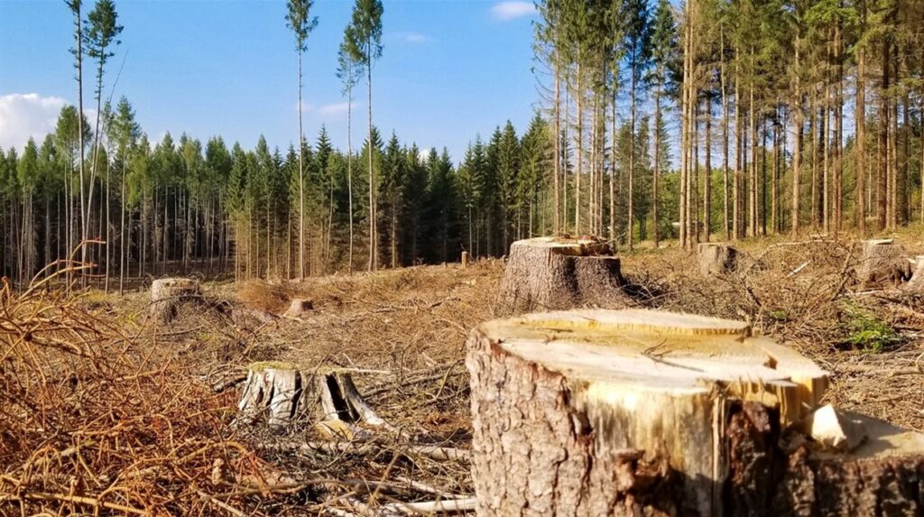 Вирубка та охорона лісу, ФОТО – Володимирець.City