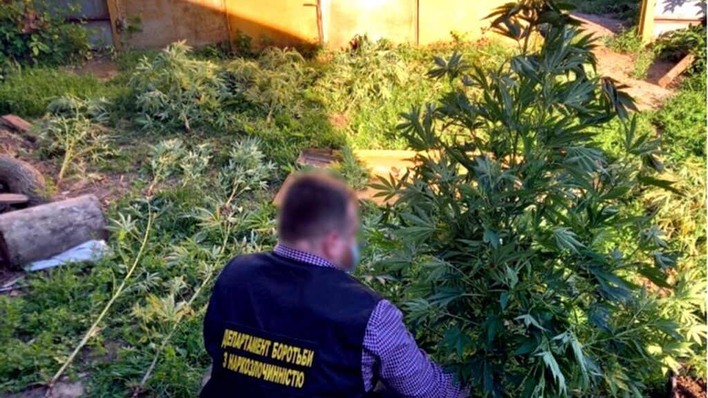 Вирощував в Требухові коноплю, канабіс, фото - поліція