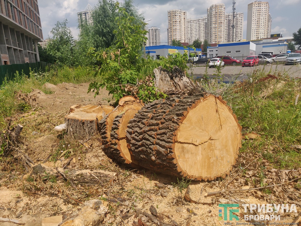 спиляні дерева
