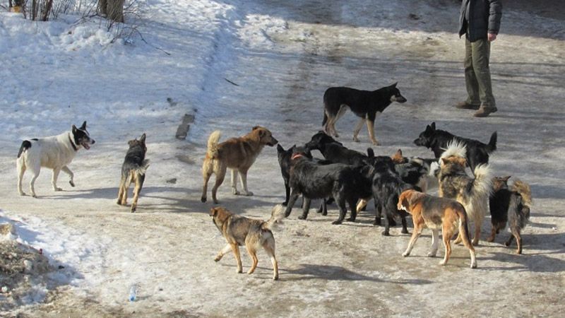 У Броварах центр стерилізації та адопції тварин буде з крематорієм безпритульні собаки