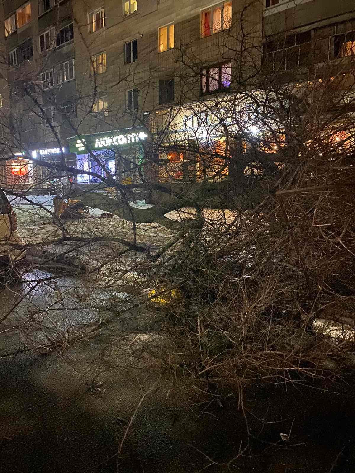 повалене дерево