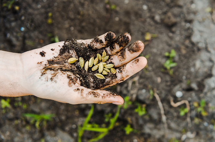 Українським фермерам надсилатимуть насіння з ЄС та Канади насіння