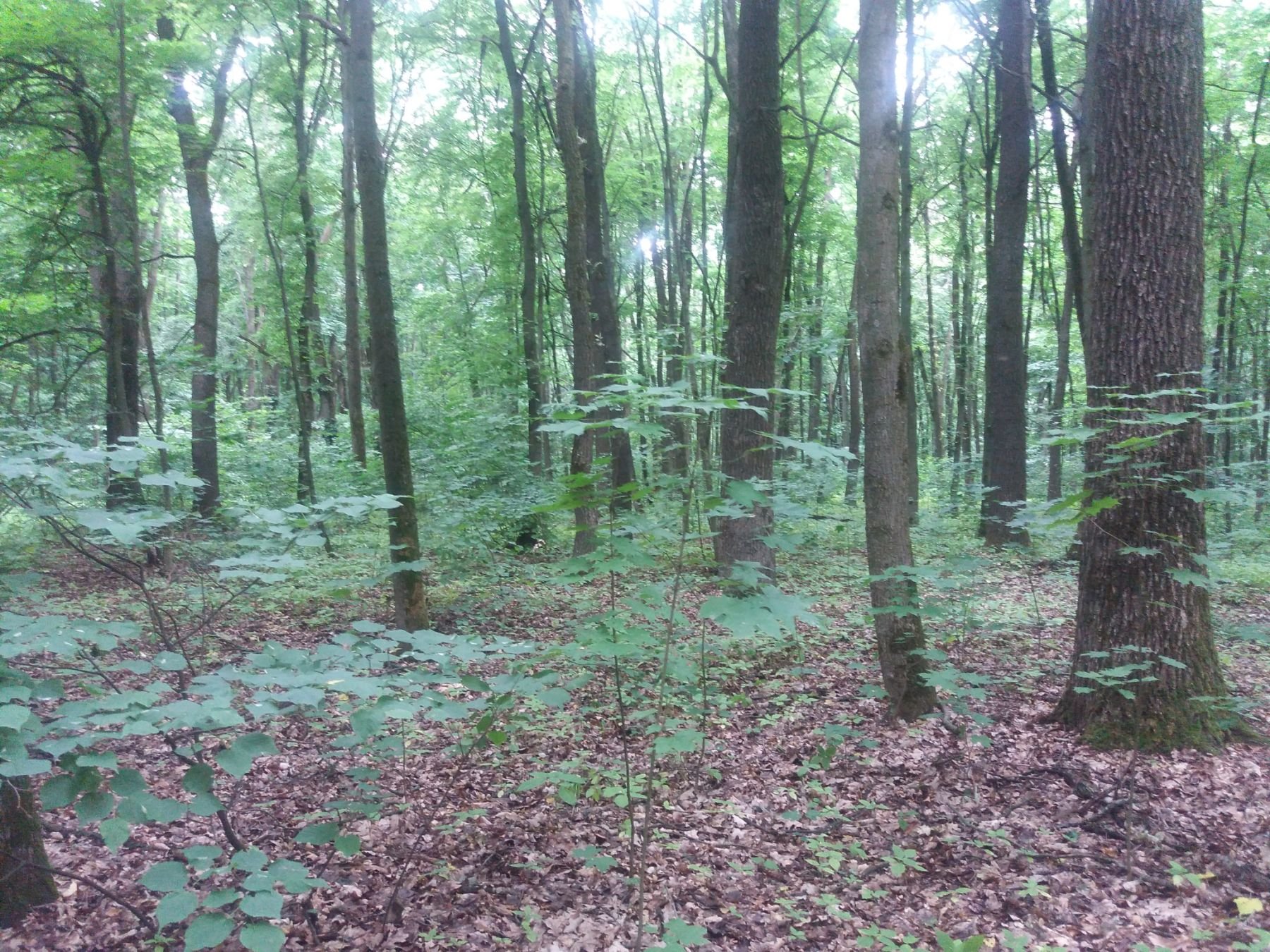 царські кучері під Броварами, експедиція