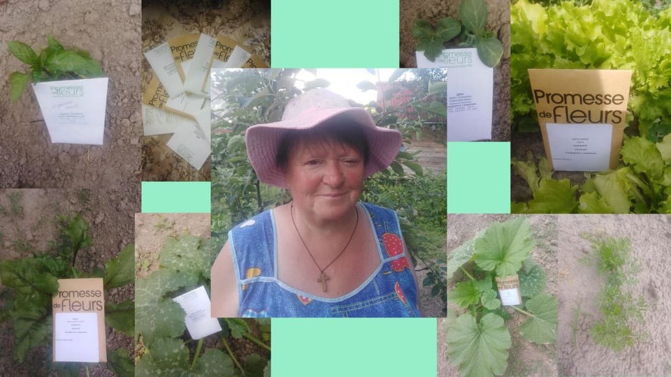 насіння для Гоголева