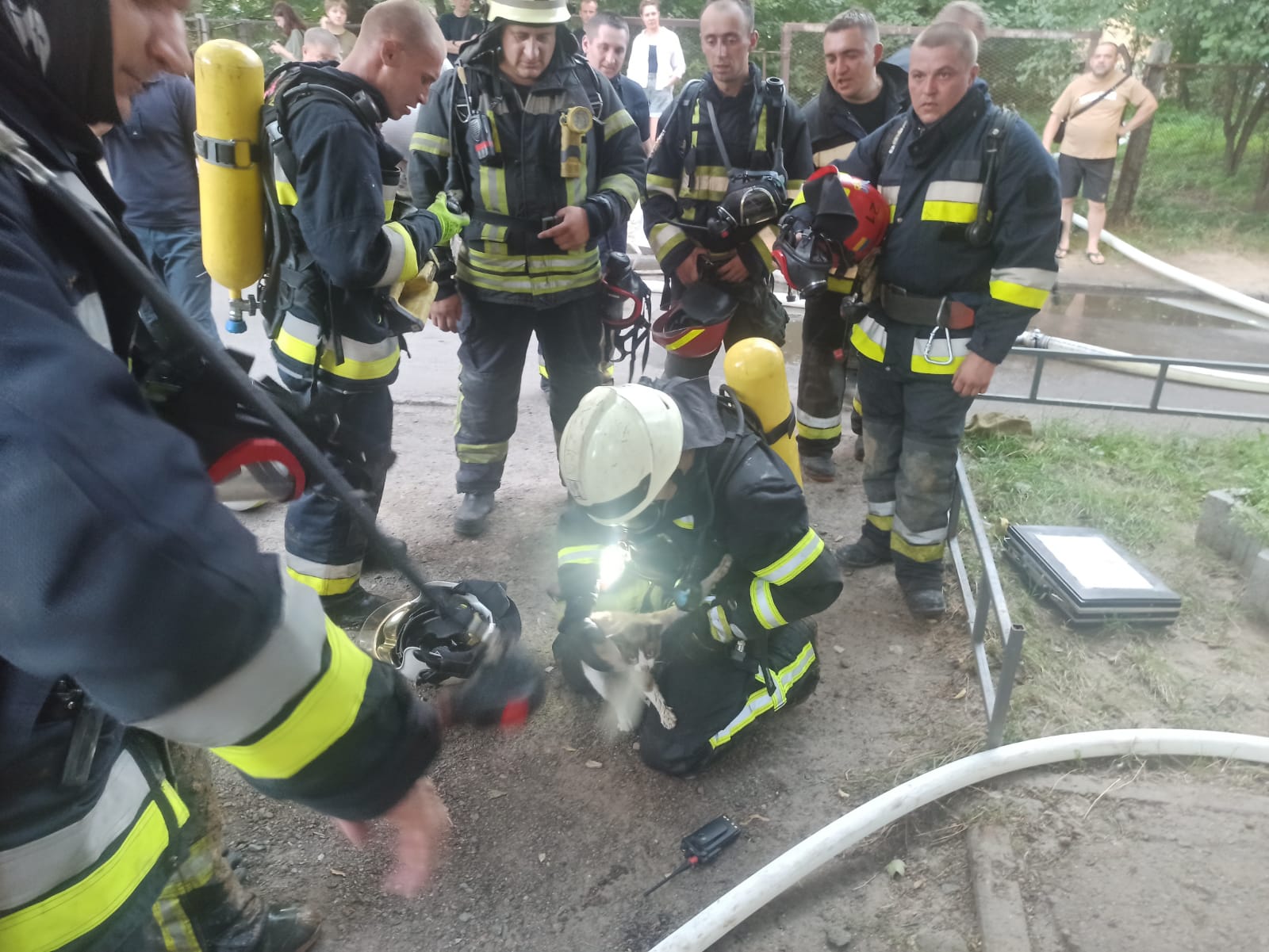 порятунок кота