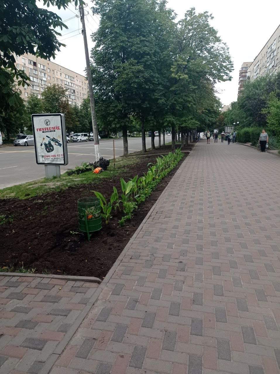 газон на Незалежності