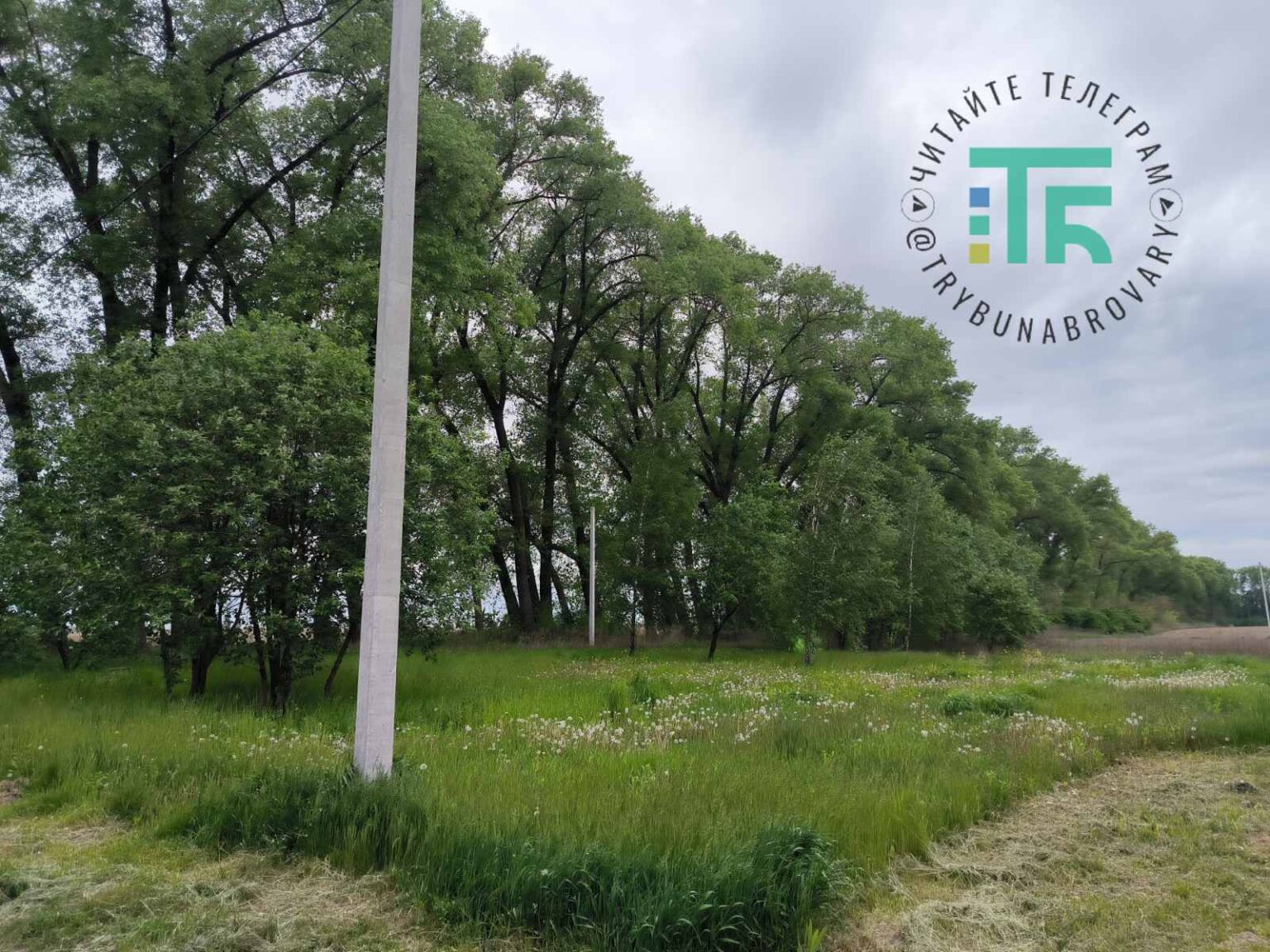 У Требухові зріжуть 46 тополь: у якому стані, навіщо та куди піде деревина? Требухів тополі