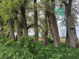Требухів тополі 