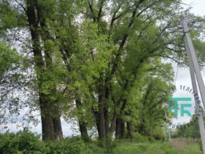 Требухів Тополі