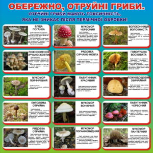 Отруйні гриби