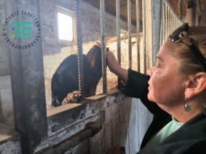 Притулок Підлісся