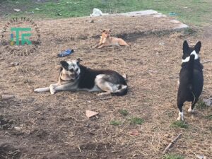 Підлісся притулок