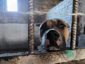 Притулок Підлісся