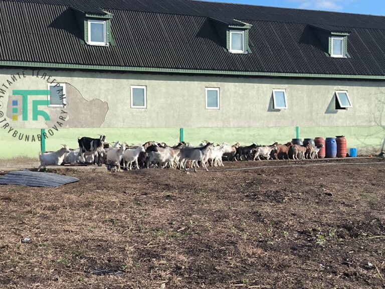 Скандал навколо притулку для тварин у Підліссі: що там відбувається насправді Підлісся