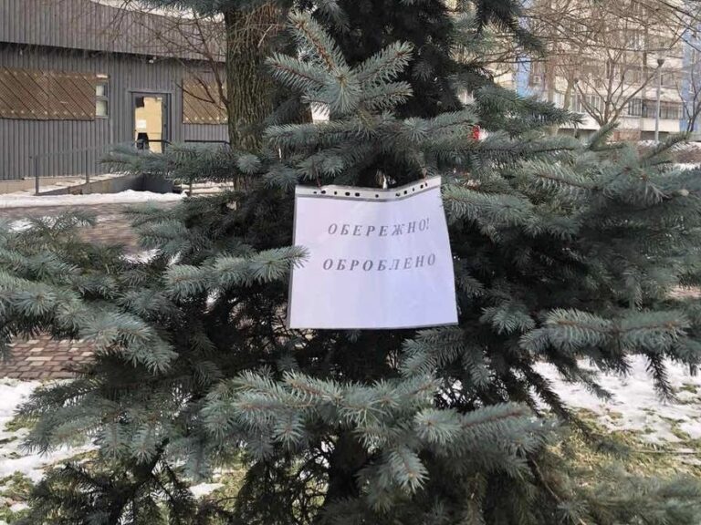 Передноворічний вандалізм: чи оброблятимуть комунальники хвойні дерева в Броварській громаді цього року?