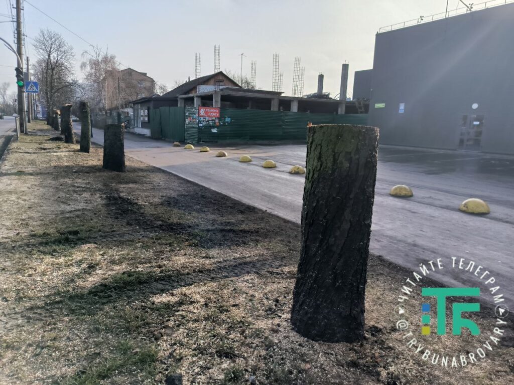 Зрізана алея каштанів у Броварах: містяни обурені, Ігор Сапожко розводить руками: «Ми тут ні до чого» зрізані каштани