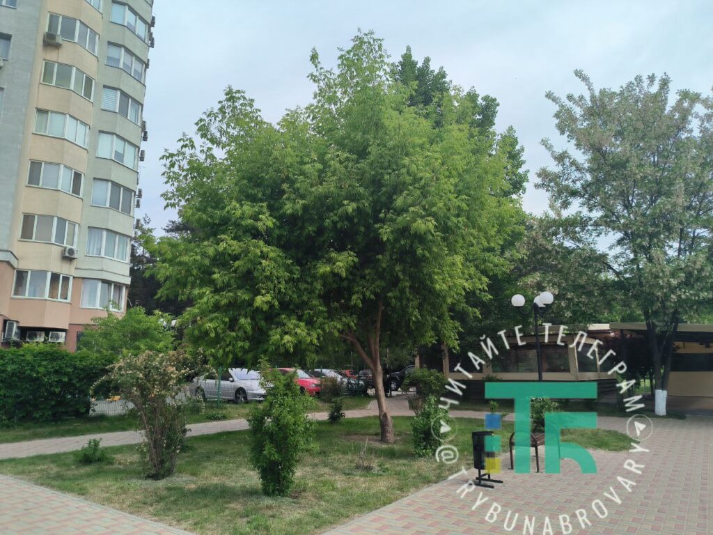 Виконком вперше відтермінував погодження зрізання дерева. Якого і чому? Клен ЖК Купава