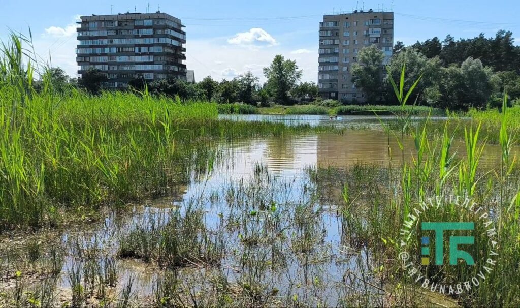 Порятунок озера Білого в Броварах: що роблять для цього комунальники? Озеро Біле