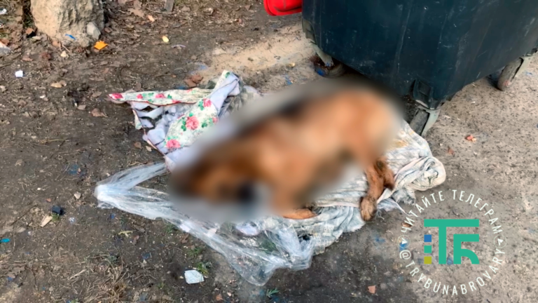 У Броварах біля сміттєвих баків виявили труп запакованої в коробку дорослої собаки
