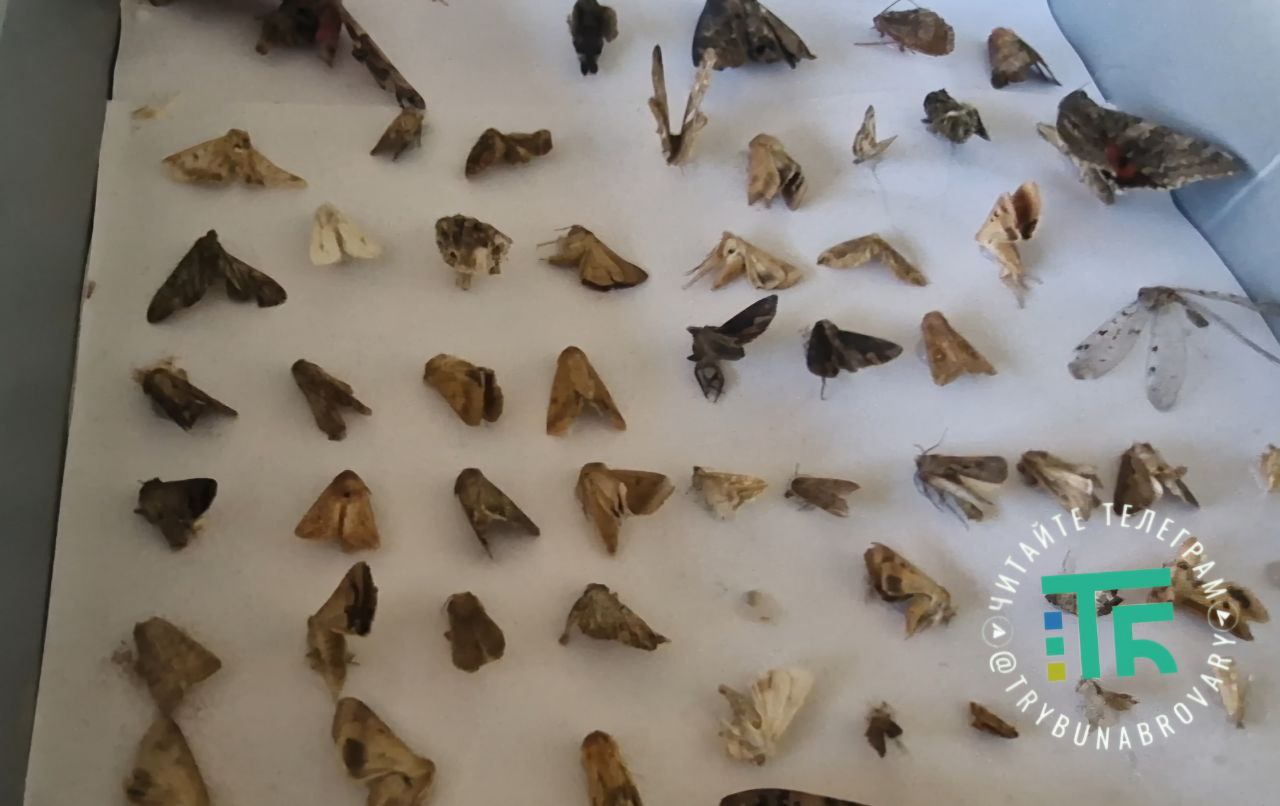 Володимир Єрьомін, школа Мономакс