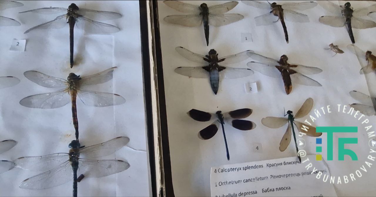 Володимир Єрьомін, школа Мономакс