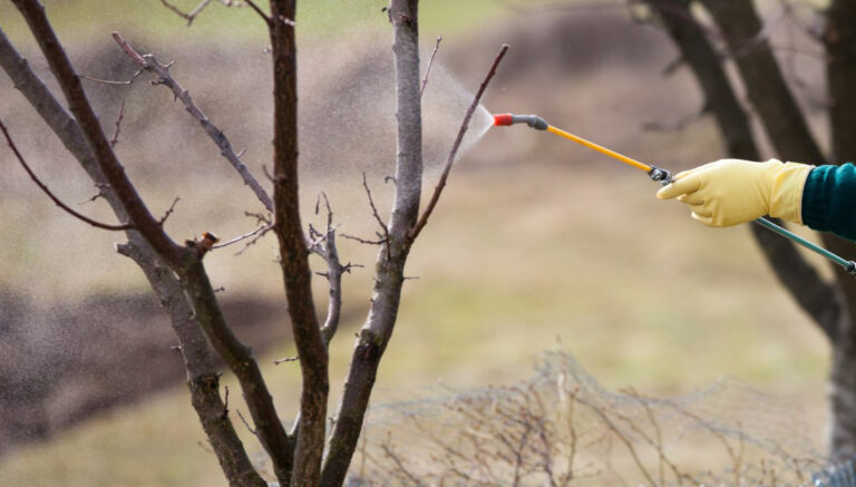 Весняна обробка саду: чотири ключові етапи захисту від шкідників і хвороб
