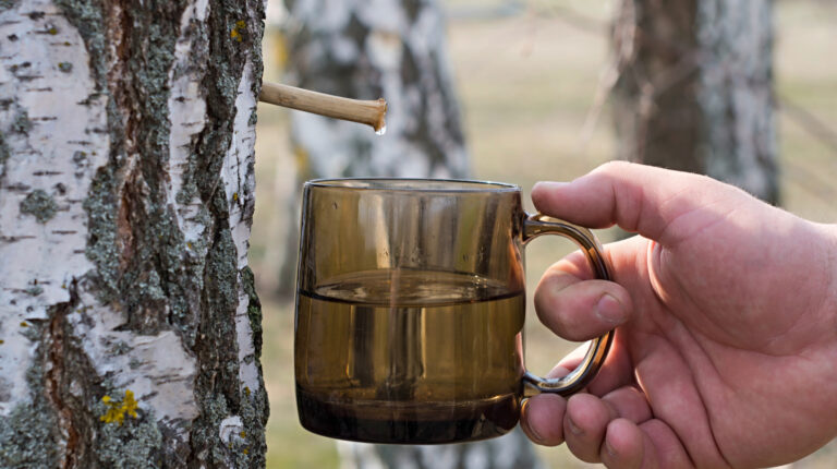 Збір березового соку в Україні: правила, користь та відповідальність